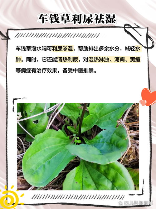 车前草金钱草治痛风效果如何