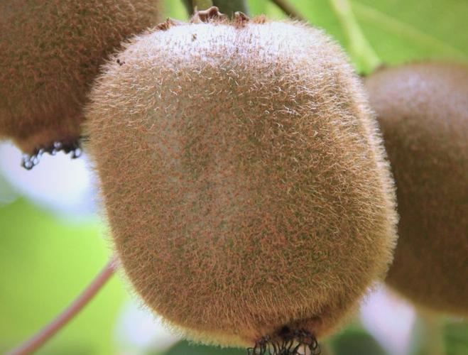 痛风病人可以吃猕猴桃吗