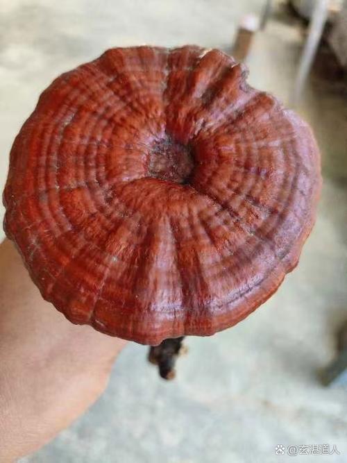 右侧肢体瘫痪如何针灸