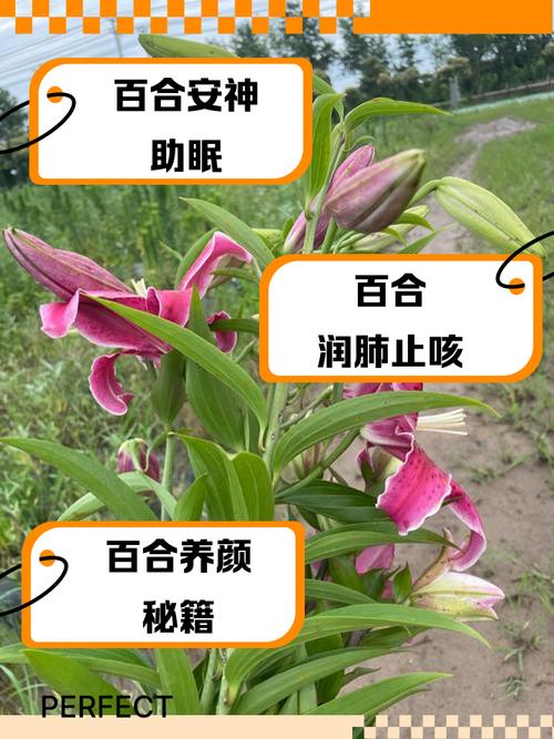 有痛风能长期吃百合吗