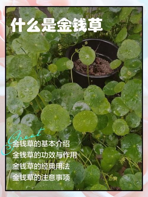 金钱草对痛风有作用吗