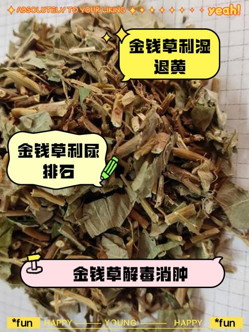 金钱草对痛风有作用吗