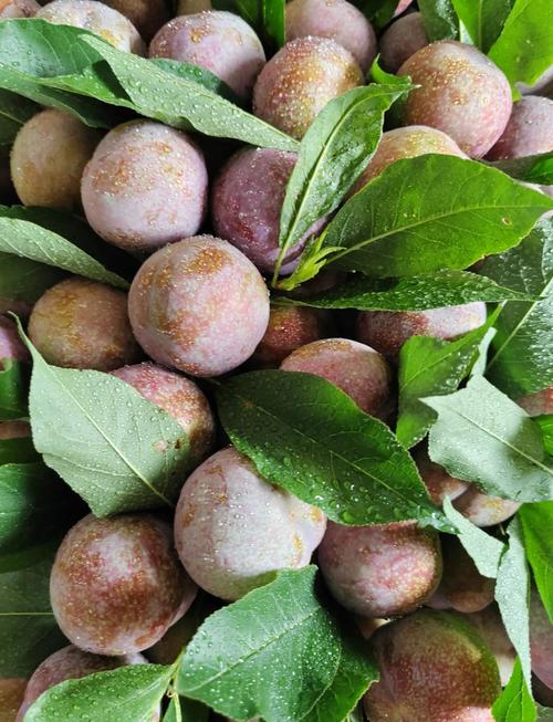 痛风者可以吃三华李吗