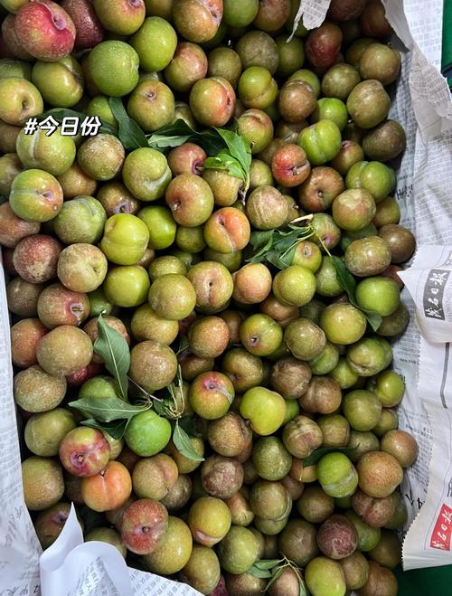 痛风能吃三华李果王吗