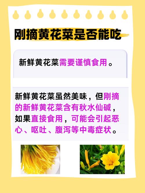 鲜黄花菜痛风可以吃吗