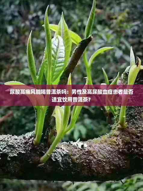 痛风可以喝生普洱茶吗