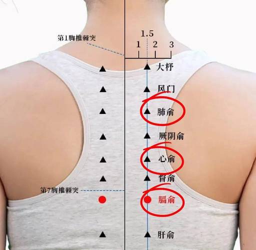 瘦针灸贴的位置示意图
