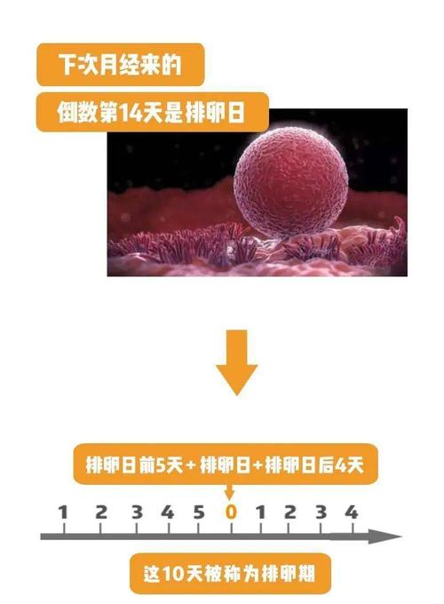 在安全期做爱会不会怀孕