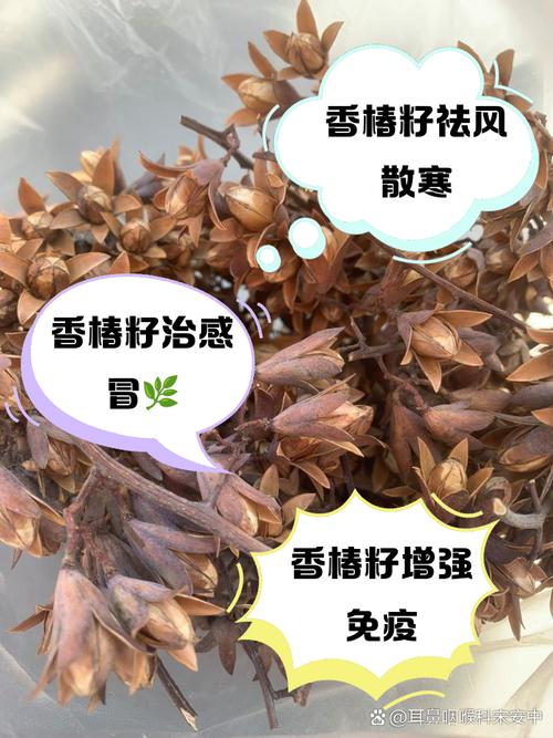 痛风发作时能吃香椿吗