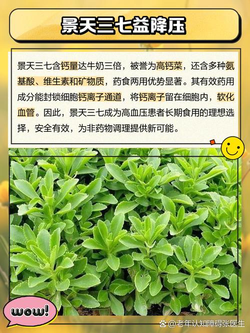 喝三七对痛风有好处吗