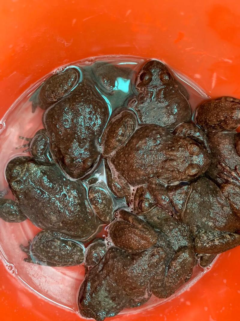 痛风者可以吃石林蛙吗