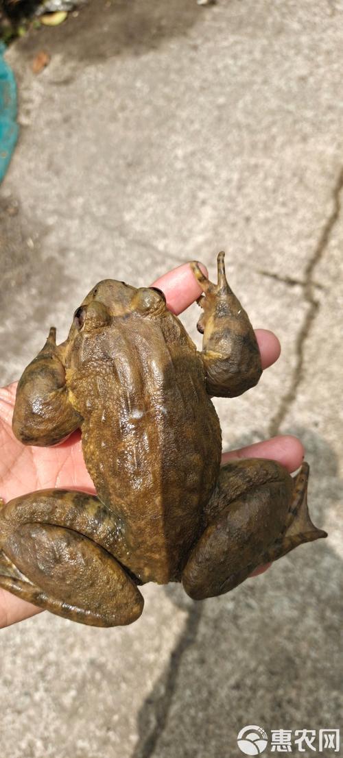 痛风者可以吃石林蛙吗