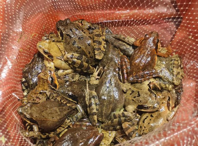 痛风者可以吃石林蛙吗