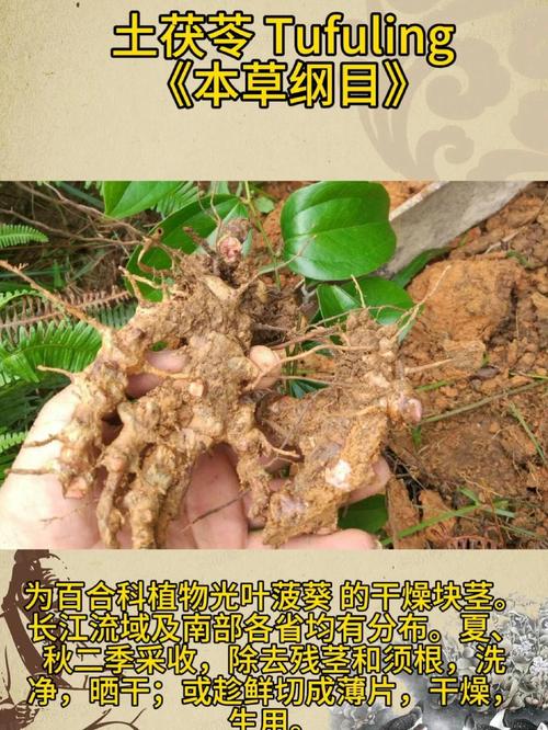 土茯苓葛根能治痛风吗