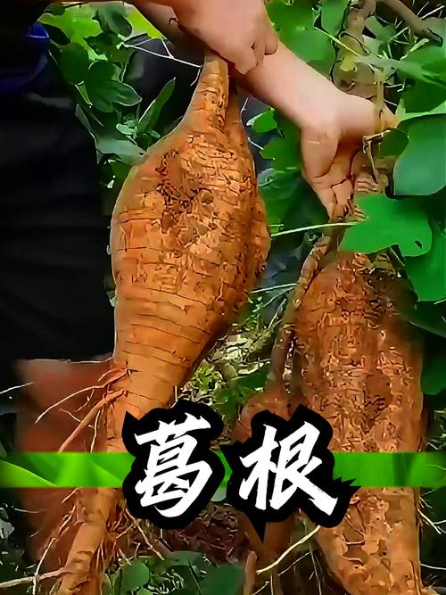 土茯苓葛根能治痛风吗