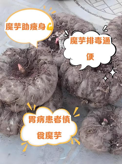 痛风病人可以吃魔芋吗