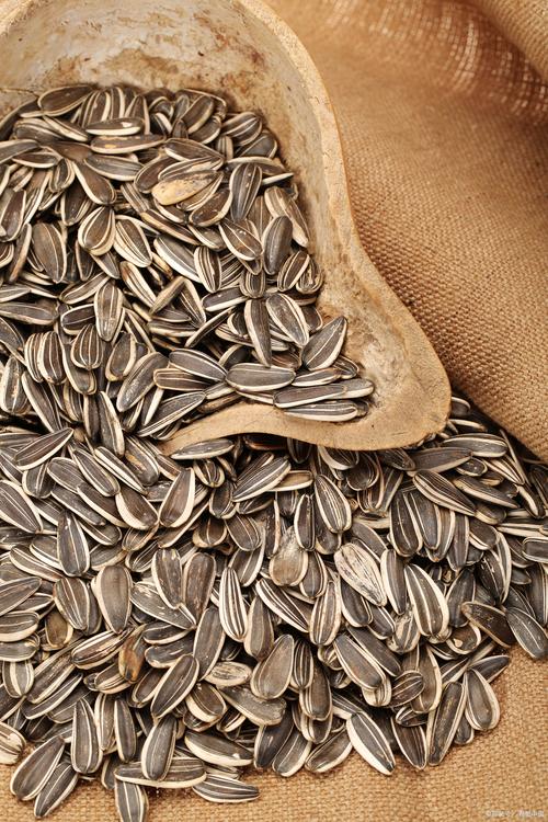 痛风可以吃葵花瓜子吗