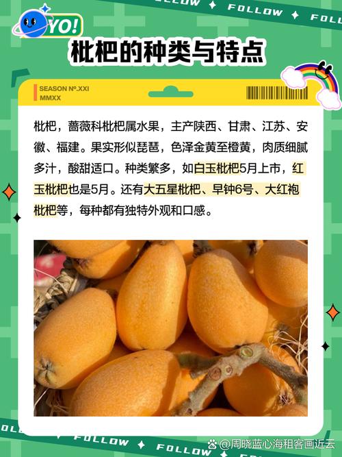 痛风病人可以吃枇杷吗