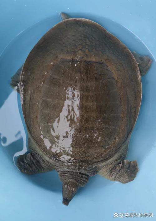 痛风病人可以吃甲鱼吗