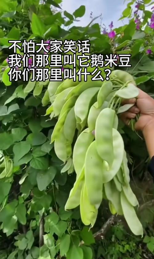 痛风能吃猪耳朵豆角吗