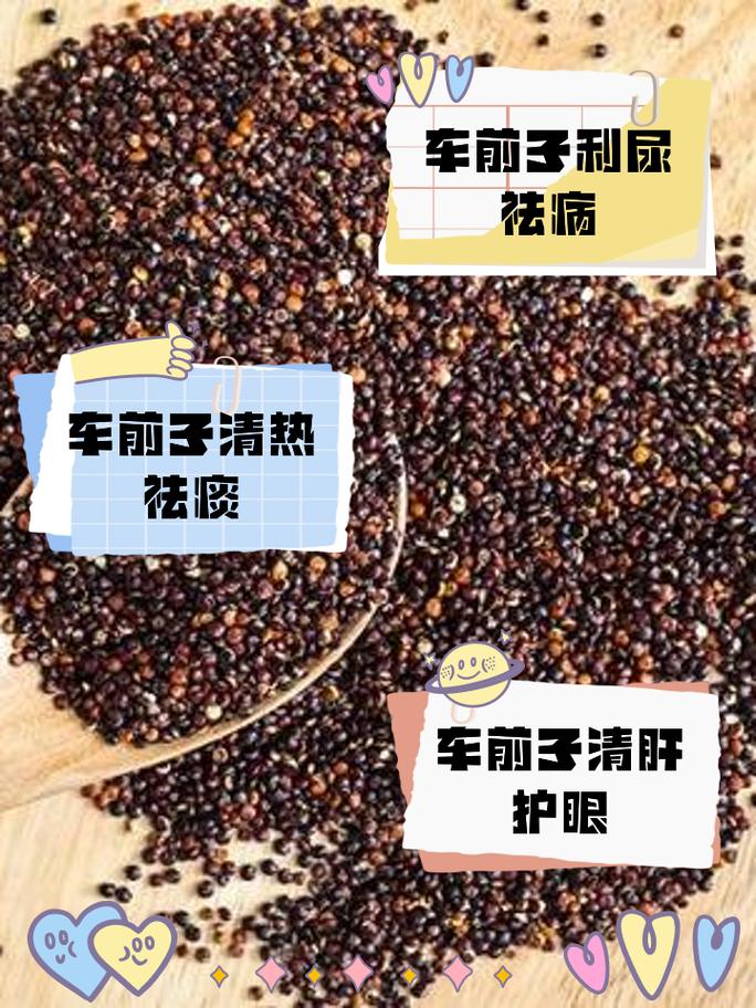 车前子治疗痛风科学吗