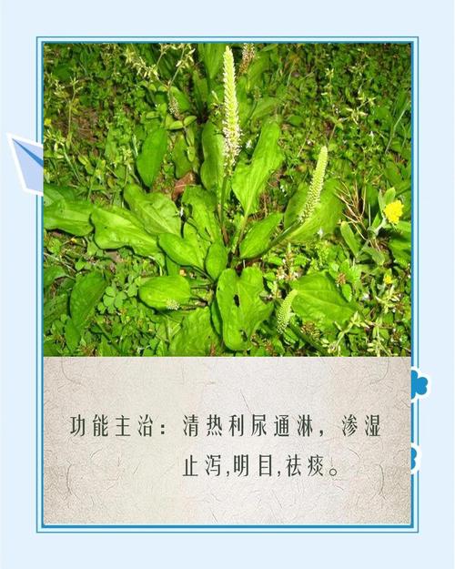 车前子治疗痛风科学吗