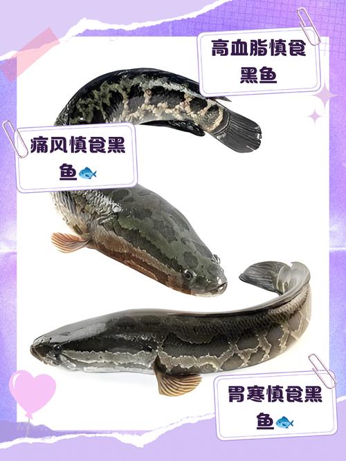 黑鱼痛风病人可以吃吗