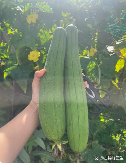 丝瓜痛风病人可以吃吗