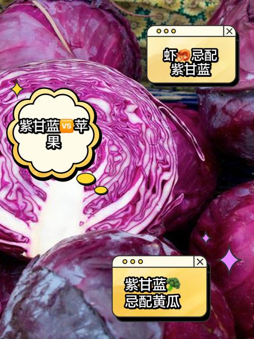 痛风病人能吃紫甘蓝吗