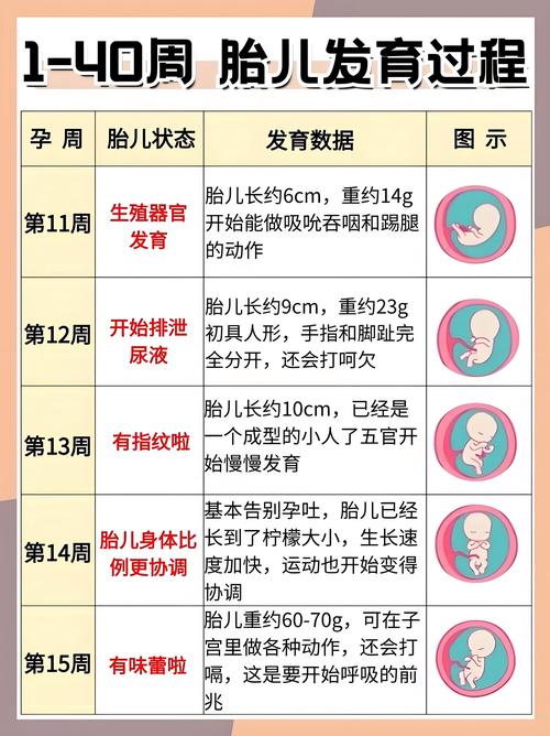 双胎过了多少周就安全了