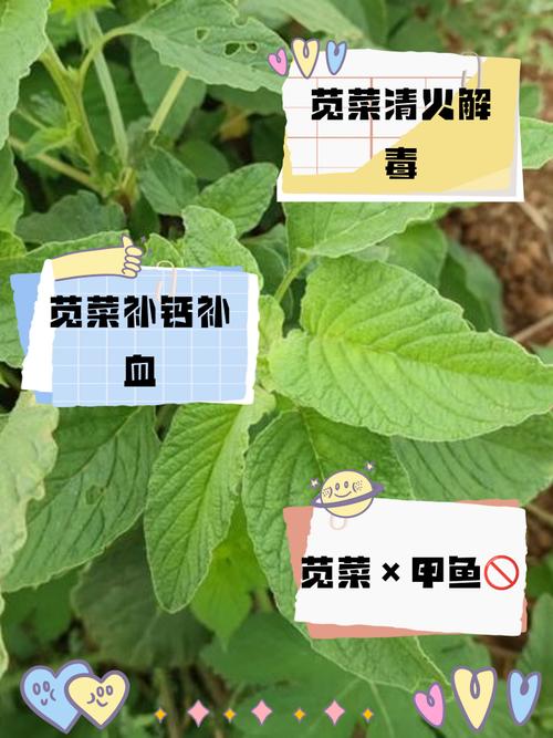痛风关节炎能吃苋菜吗