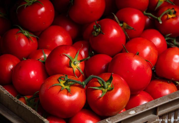 痛风可以吃番茄鸡蛋吗