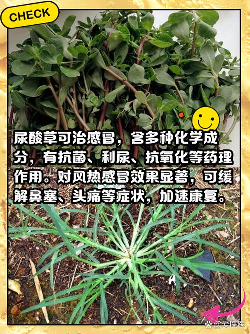 什么野菜吃上能得痛风