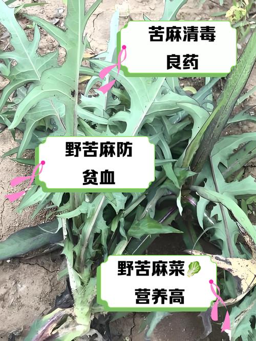 什么野菜吃上能得痛风