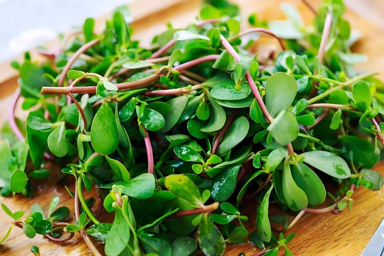 什么野菜吃上能得痛风