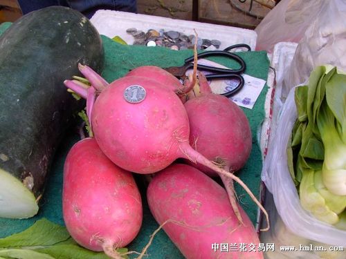 东北红萝卜真能治痛风