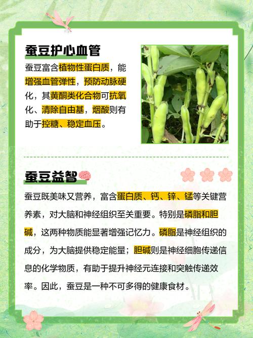 痛风的人可以吃蚕豆吗