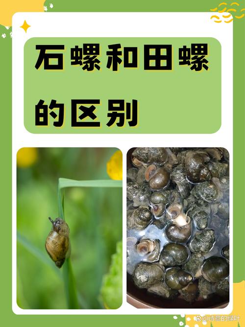 痛风的人可以吃田螺吗