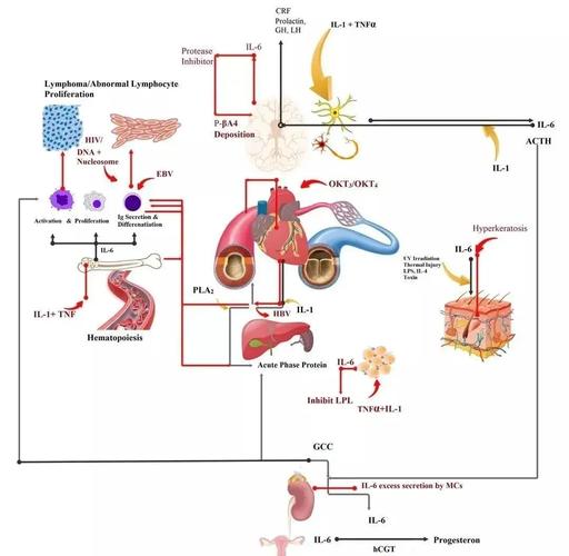 痛风症产生的生化机理
