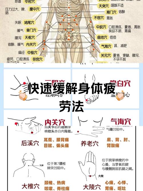 中医平衡针灸穴位图解
