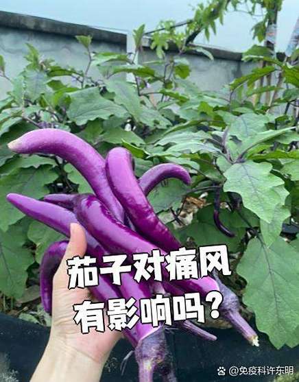 茄子对痛风有什么好处