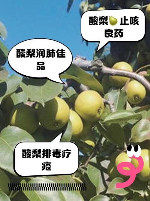 梨子痛风患者可以吃吗