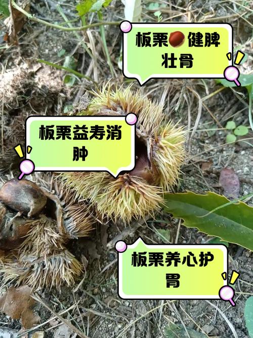 痛风的人可以吃栗子吗