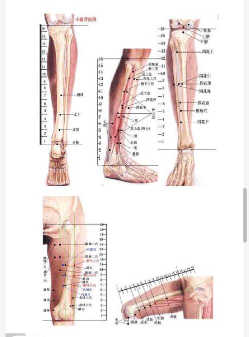 针灸穴位挂图 pdf