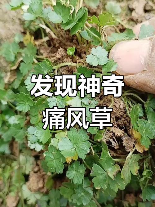 治痛风最佳方法中草药