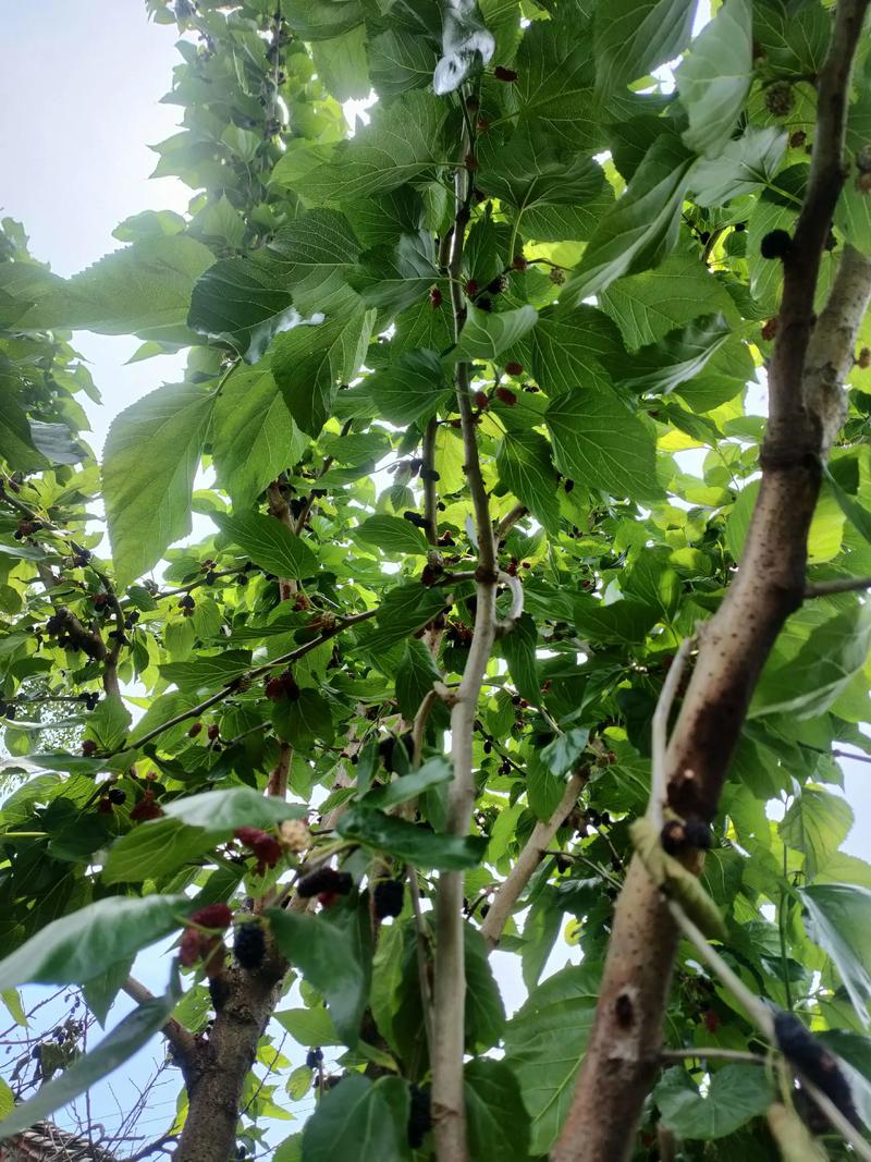 桑果泡什么可以治痛风