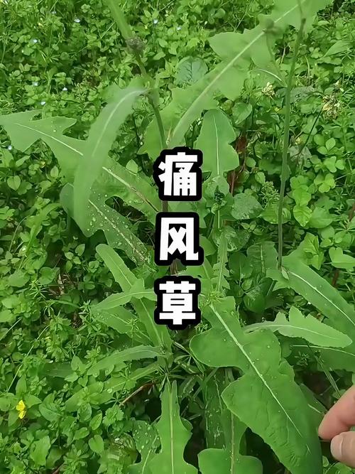 痛风用什么草药治得好