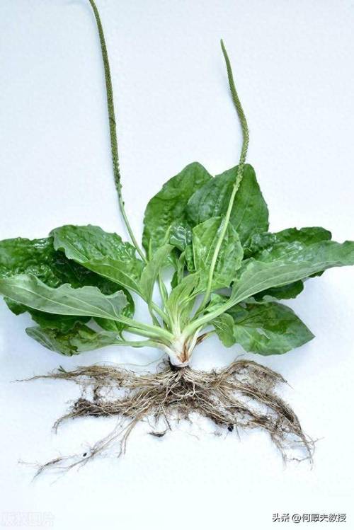 痛风用什么草药治得好