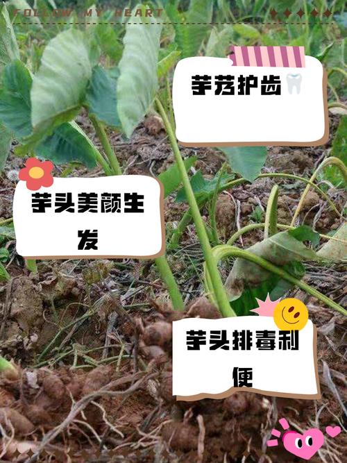 痛风的人可以吃芋艿吗