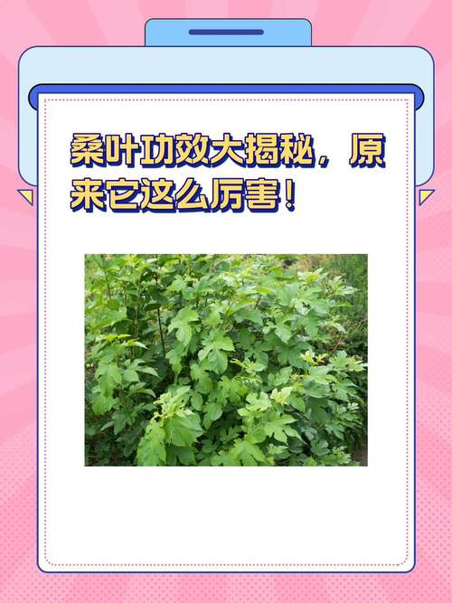 桑叶对痛风有什么好处